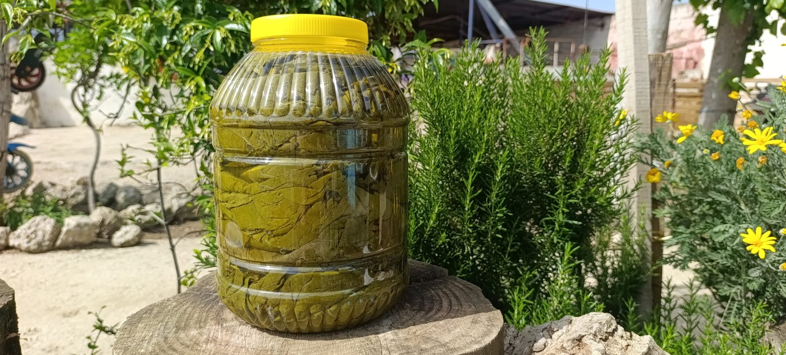 SALAMURA YAPRAK( 5 kg PET)