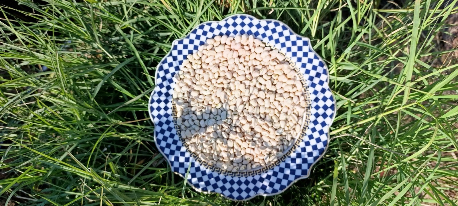 KURU BÖRÜLCE (1 KG)